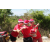 Team 110 / Raid Amazones Sri Lanka 2018 - J2 Canoe
