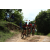 Team 109 / Raid Amazones Sri Lanka 2018 - J3 VTT