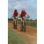 Team 07 / Raid Amazones Sri Lanka 2018 - J3 VTT