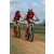 Team 07 / Raid Amazones Sri Lanka 2018 - J3 VTT