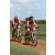 Team 59 / Raid Amazones Sri Lanka 2018 - J3 VTT