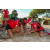 Team 145 / Raid Amazones Sri Lanka 2018 - J3 VTT