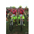 Team 02 / Raid Amazones Sri Lanka 2018 - J3 VTT