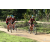 Team 11 / Raid Amazones Sri Lanka 2018 - J3 VTT