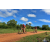 Team 07 / Raid Amazones Sri Lanka 2018 - J3 VTT