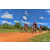 Team 70 / Raid Amazones Sri Lanka 2018 - J3 VTT