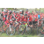 Team 07 / Raid Amazones Sri Lanka 2018 - J3 VTT