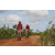 Team 66 / Raid Amazones Sri Lanka 2018 - J3 VTT