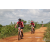 Team 27 / Raid Amazones Sri Lanka 2018 - J3 VTT