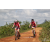 Team 64 / Raid Amazones Sri Lanka 2018 - J3 VTT