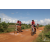Team 126 / Raid Amazones Sri Lanka 2018 - J3 VTT
