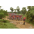 Raid Amazones Sri Lanka 2018 - J3 VTT