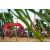 Team 37 / Raid Amazones Sri Lanka 2018 - J3 VTT
