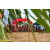 Team 13 / Raid Amazones Sri Lanka 2018 - J3 VTT