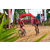 Team 145 / Raid Amazones Sri Lanka 2018 - J3 VTT
