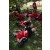 Team 121 / Raid Amazones Sri Lanka 2018 - J3 VTT