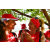 Team 40 / Raid Amazones Sri Lanka 2018 - J4 The Game