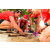 Team 04 / Raid Amazones Sri Lanka 2018 - J4 The Game
