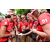 Team 10 / Raid Amazones Sri Lanka 2018 - J4 The Game