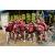 Team 46 / Raid Amazones Sri Lanka 2018 - J4 The Game