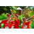 Team 12 / Raid Amazones Sri Lanka 2018 - J4 The Game