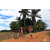 Team 80 / Raid Amazones Sri Lanka 2018 - J5 Bike and Run