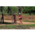 Team 43 / Raid Amazones Sri Lanka 2018 - J5 Bike and Run