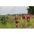Team 145 / Raid Amazones Sri Lanka 2018 - J5 Bike and Run