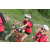 Team 10 / Raid Amazones Sri Lanka 2018 - J5 Bike and Run