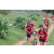 Team 27 / Raid Amazones Sri Lanka 2018 - J5 Bike and Run
