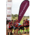 Team 33 / Raid Amazones Sri Lanka 2018 - J5 Bike and Run
