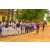 Raid Amazones Sri Lanka 2018 - J5 Bike and Run