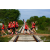 Team 61 / Raid Amazones Sri Lanka 2018 - J5 Bike and Run