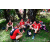 Team 141 / Raid Amazones Sri Lanka 2018 - J5 Bike and Run