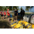 Team 26 / Raid Amazones Sri Lanka 2019