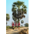 Team 107 / Raid Amazones Sri Lanka 2019 - J1 Trail