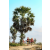 Team 24 / Raid Amazones Sri Lanka 2019 - J1 Trail