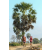 Team 105 / Raid Amazones Sri Lanka 2019 - J1 Trail