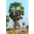 Team 08 / Raid Amazones Sri Lanka 2019 - J1 Trail