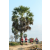 Team 01 / Raid Amazones Sri Lanka 2019 - J1 Trail