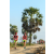Team 33 / Raid Amazones Sri Lanka 2019 - J1 Trail