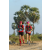 Team 12 / Raid Amazones Sri Lanka 2019 - J1 Trail