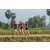 Team 114 / Raid Amazones Sri Lanka 2019 - J1 Trail