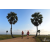 Team 105 / Raid Amazones Sri Lanka 2019 - J1 Trail