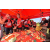Team 44 / Raid Amazones Sri Lanka 2019 - J1 Trail