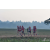 Team 103 / Raid Amazones Sri Lanka 2019 - J1 Trail