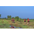 Team 122 / Raid Amazones Sri Lanka 2019 - J1 Trail