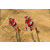 Team 01 / Raid Amazones Sri Lanka 2019 - J1 Trail