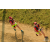 Team 33 / Raid Amazones Sri Lanka 2019 - J1 Trail