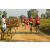 Team 38 / Raid Amazones Sri Lanka 2019 - J1 Trail